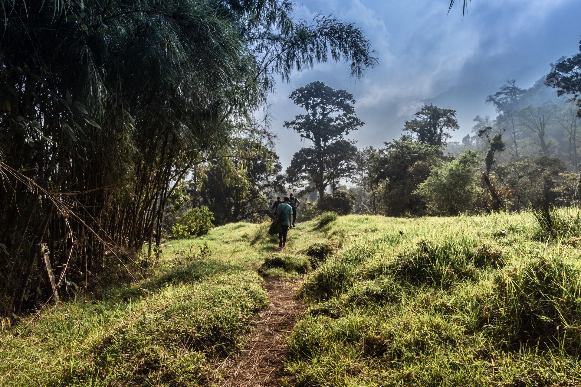group of hikers walking through the vegetation of bamboo trees and tropical cloud forest on a cloudy day on the slopes of the Turrialba Volcano